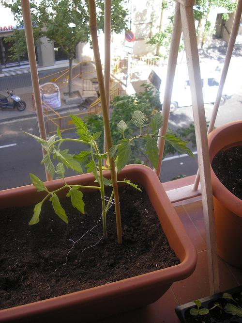 [Foto de planta, jardin, jardineria]