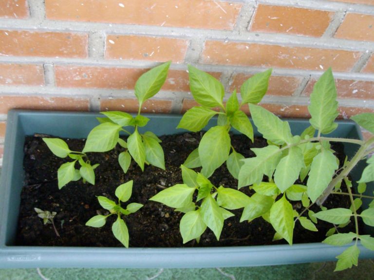 [Foto de planta, jardin, jardineria]