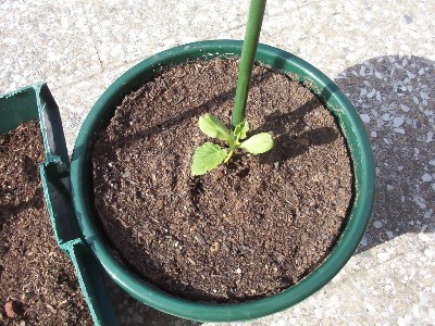 [Foto de planta, jardin, jardineria]