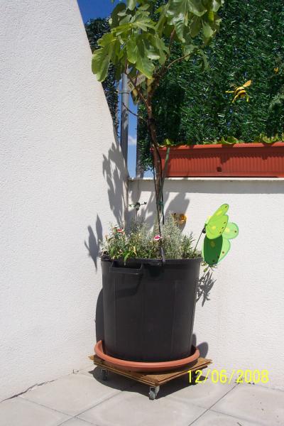 [Foto de planta, jardin, jardineria]