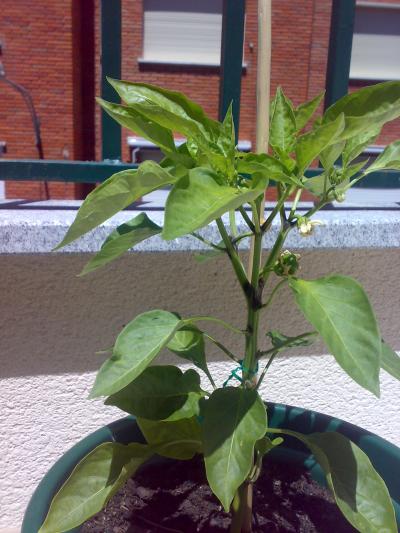 [Foto de planta, jardin, jardineria]