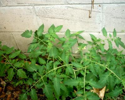 [Foto de planta, jardin, jardineria]