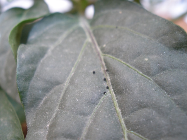 [Foto de planta, jardin, jardineria]