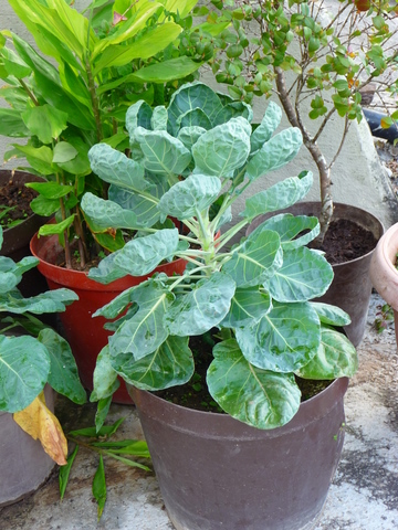 [Foto de planta, jardin, jardineria]