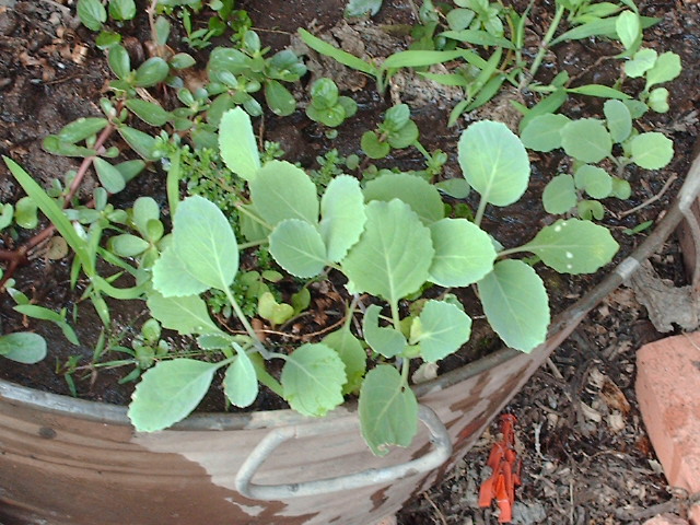 [Foto de planta, jardin, jardineria]