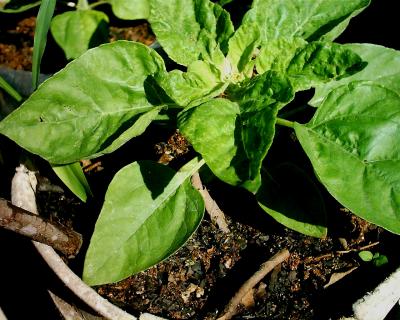 [Foto de planta, jardin, jardineria]