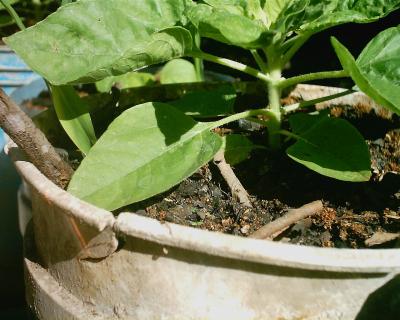 [Foto de planta, jardin, jardineria]