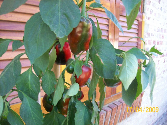 [Foto de planta, jardin, jardineria]