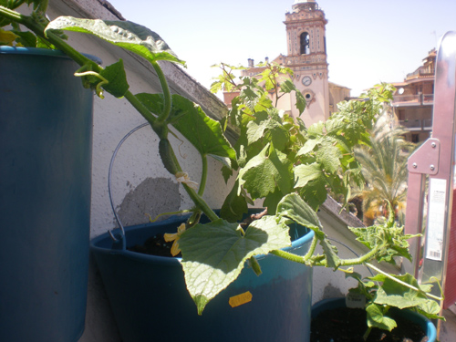 [Foto de planta, jardin, jardineria]