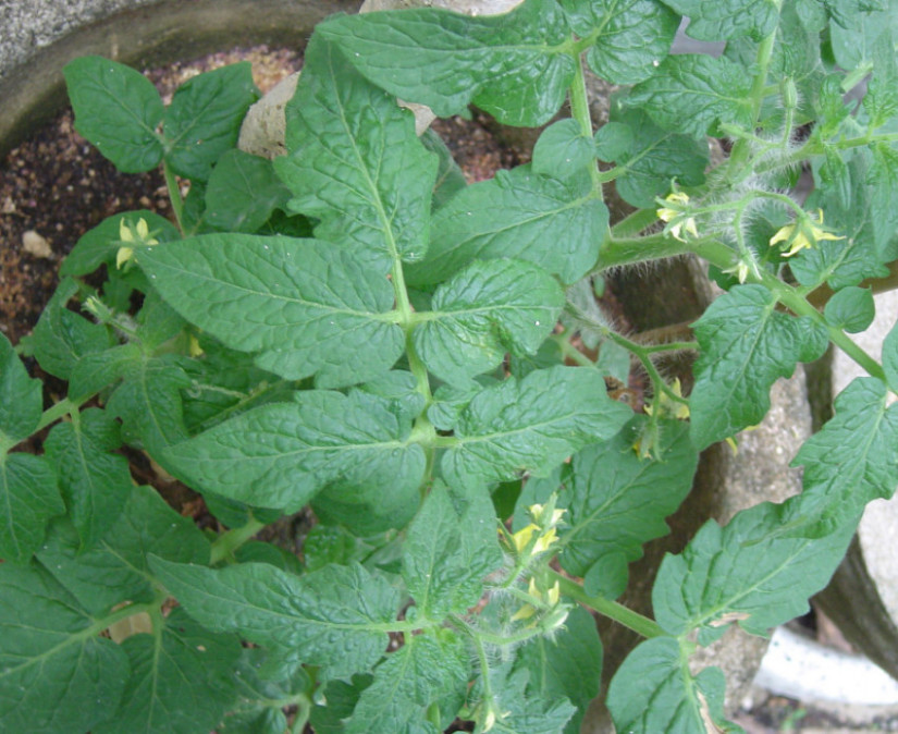 [Foto de planta, jardin, jardineria]