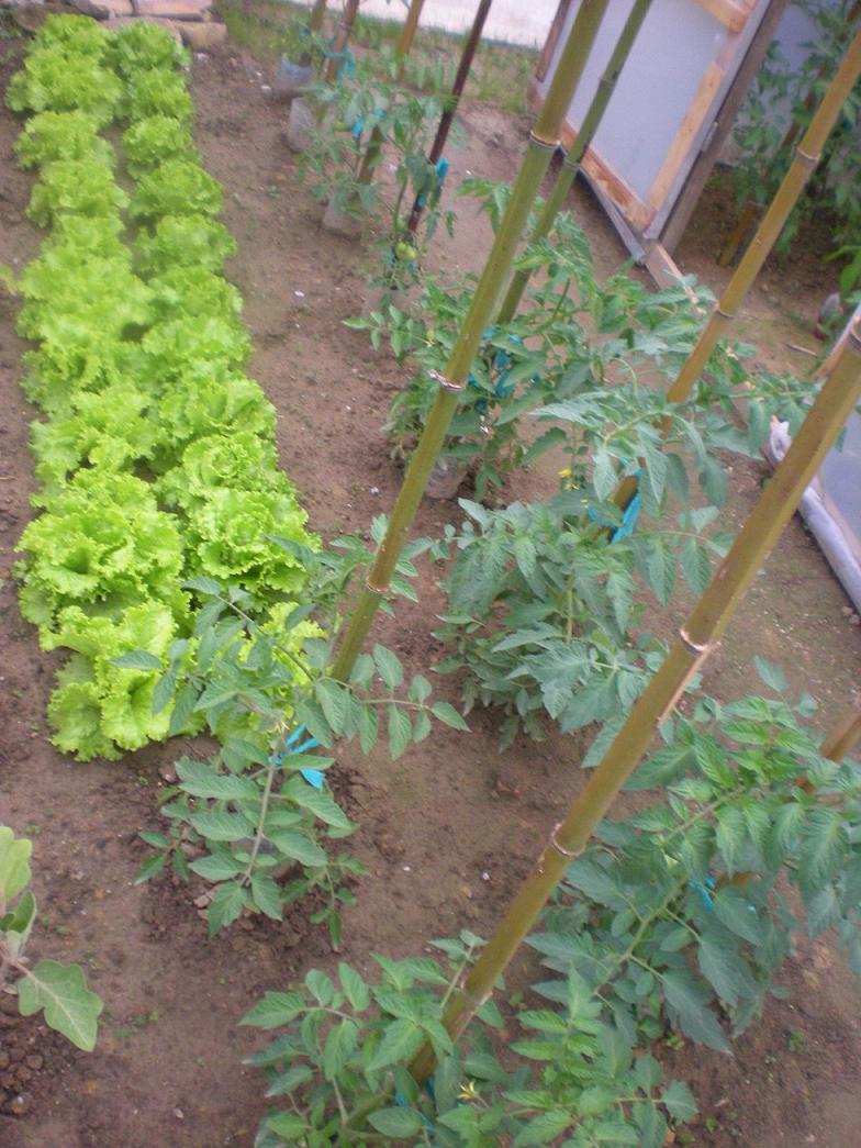 [Foto de planta, jardin, jardineria]