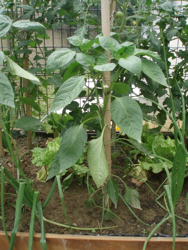 [Foto de planta, jardin, jardineria]