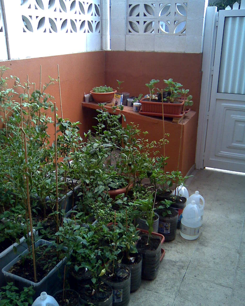 [Foto de planta, jardin, jardineria]