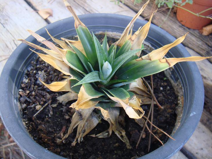 [Foto de planta, jardin, jardineria]