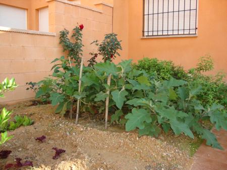 [Foto de planta, jardin, jardineria]