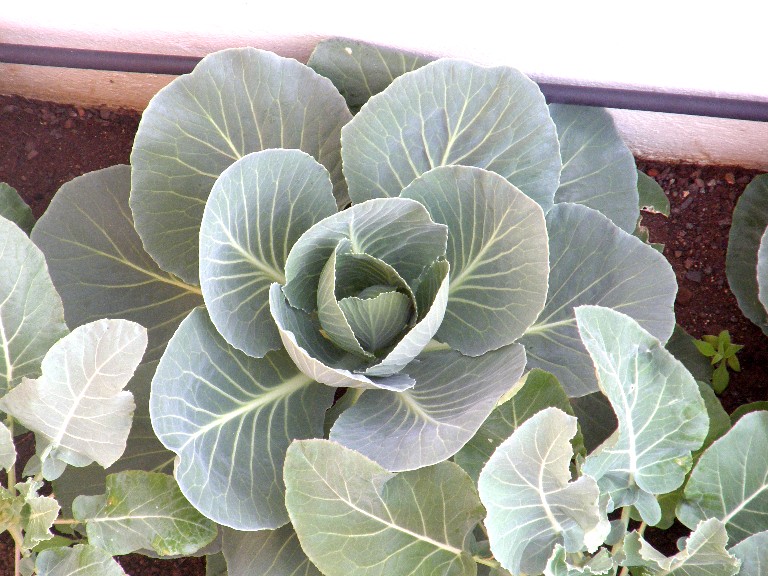 [Foto de planta, jardin, jardineria]