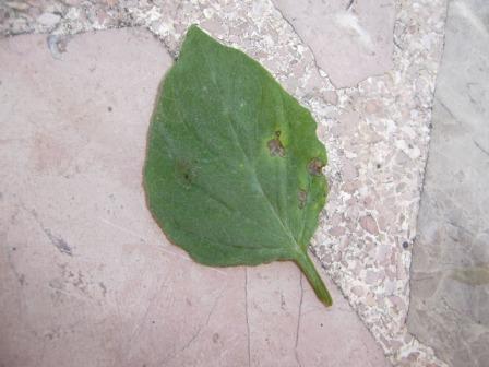[Foto de planta, jardin, jardineria]
