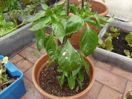 [Foto de planta, jardin, jardineria]