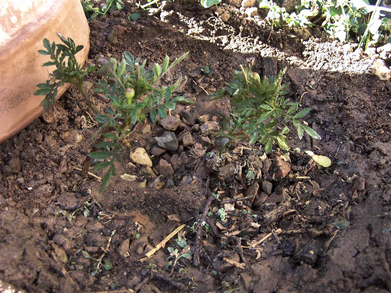 [Foto de planta, jardin, jardineria]