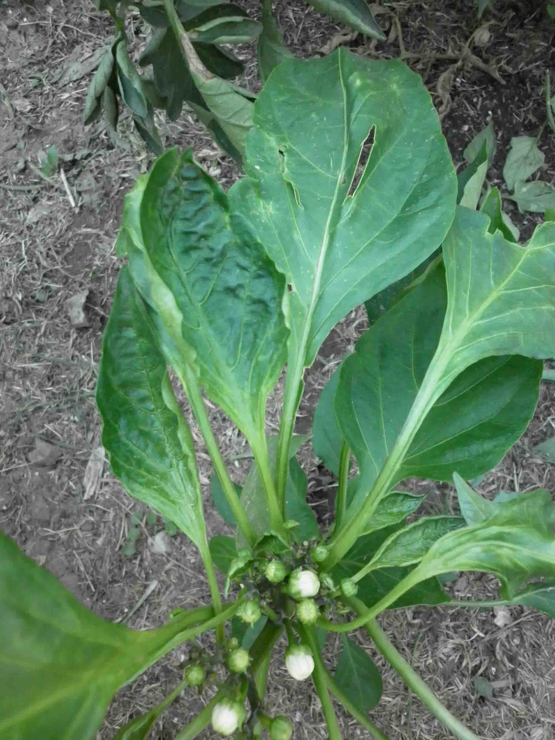 [Foto de planta, jardin, jardineria]