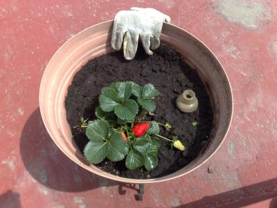 [Foto de planta, jardin, jardineria]
