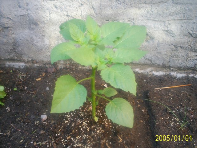 [Foto de planta, jardin, jardineria]