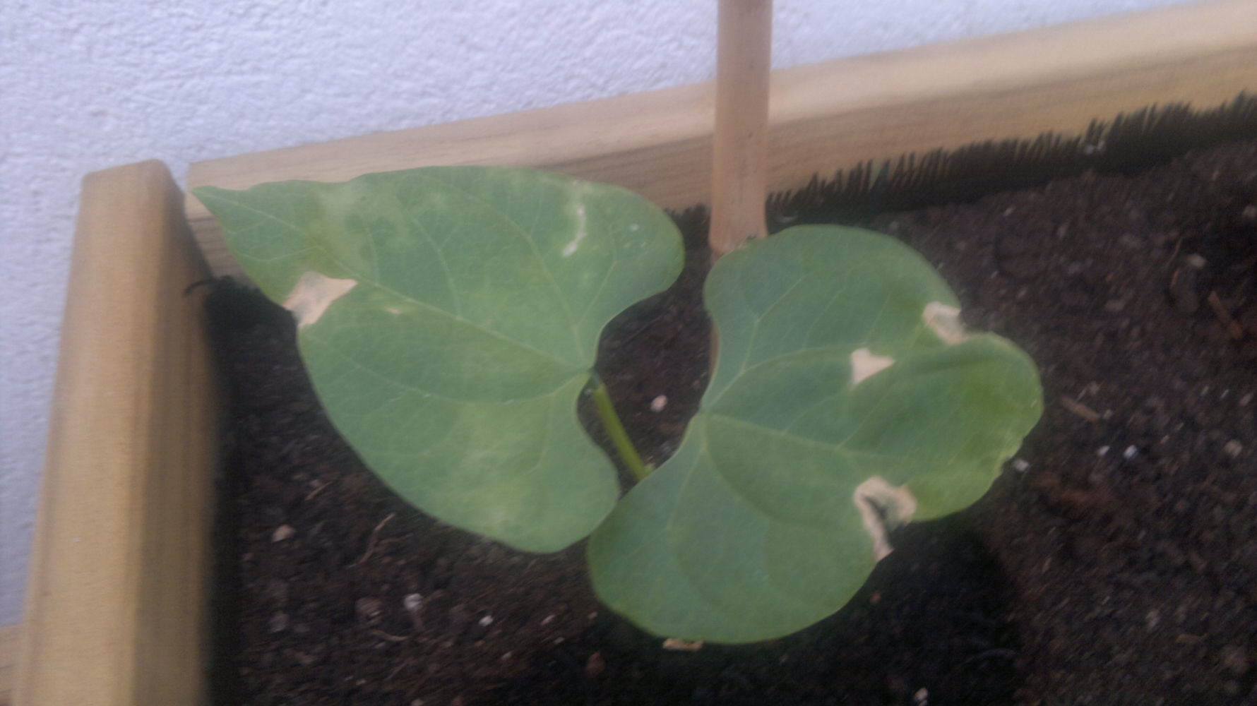 [Foto de planta, jardin, jardineria]