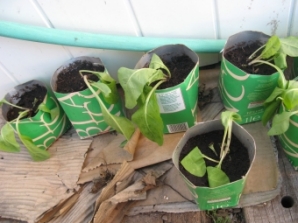 [Foto de planta, jardin, jardineria]