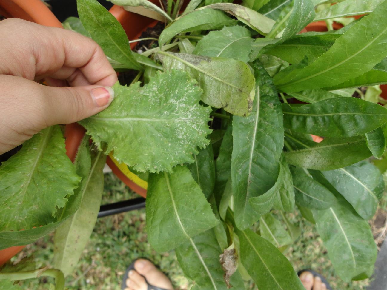 [Foto de planta, jardin, jardineria]
