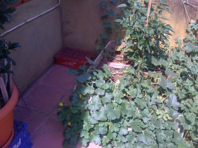 [Foto de planta, jardin, jardineria]