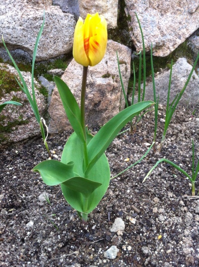 [Foto de planta, jardin, jardineria]