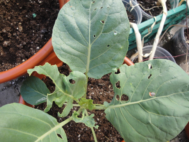 [Foto de planta, jardin, jardineria]