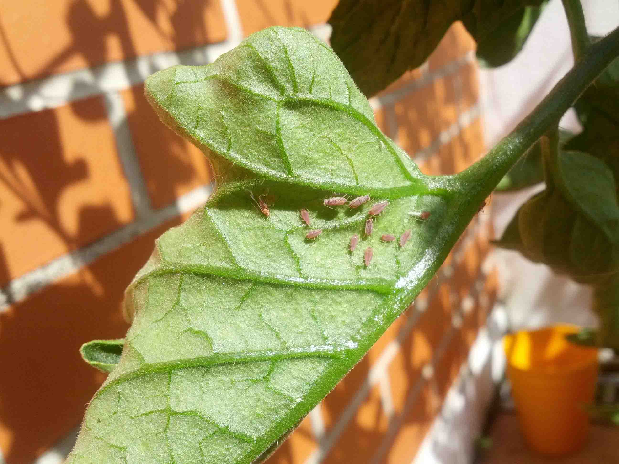 [Foto de planta, jardin, jardineria]