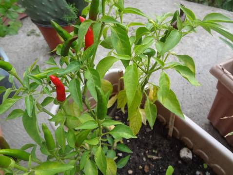 [Foto de planta, jardin, jardineria]