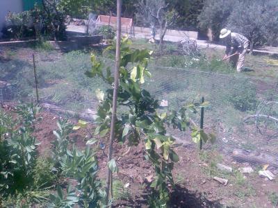 [Foto de planta, jardin, jardineria]