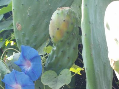 [Foto de planta, jardin, jardineria]