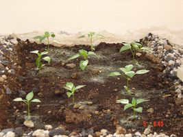 [Foto de planta, jardin, jardineria]