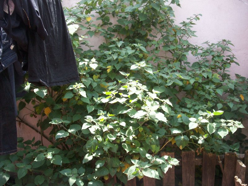[Foto de planta, jardin, jardineria]