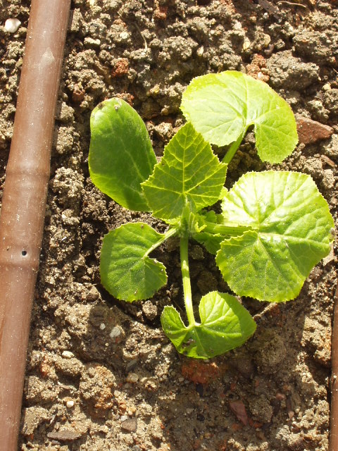 [Foto de planta, jardin, jardineria]