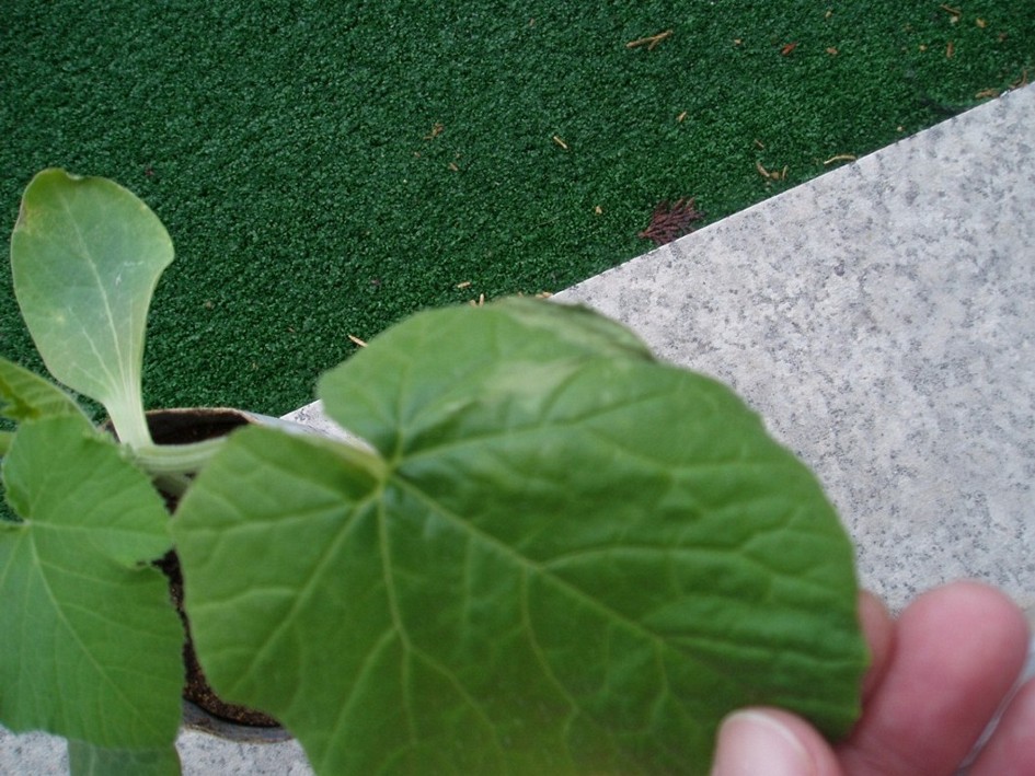 [Foto de planta, jardin, jardineria]