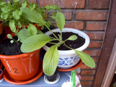 [Foto de planta, jardin, jardineria]