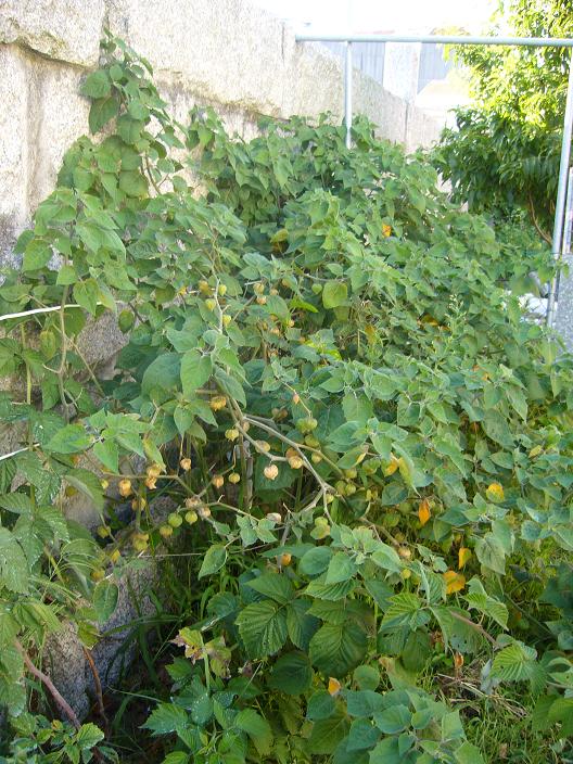 [Foto de planta, jardin, jardineria]