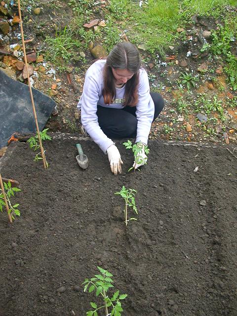 [Foto de planta, jardin, jardineria]