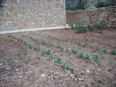 [Foto de planta, jardin, jardineria]