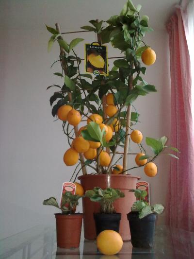 [Foto de planta, jardin, jardineria]