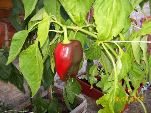 [Foto de planta, jardin, jardineria]