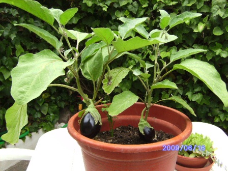 [Foto de planta, jardin, jardineria]