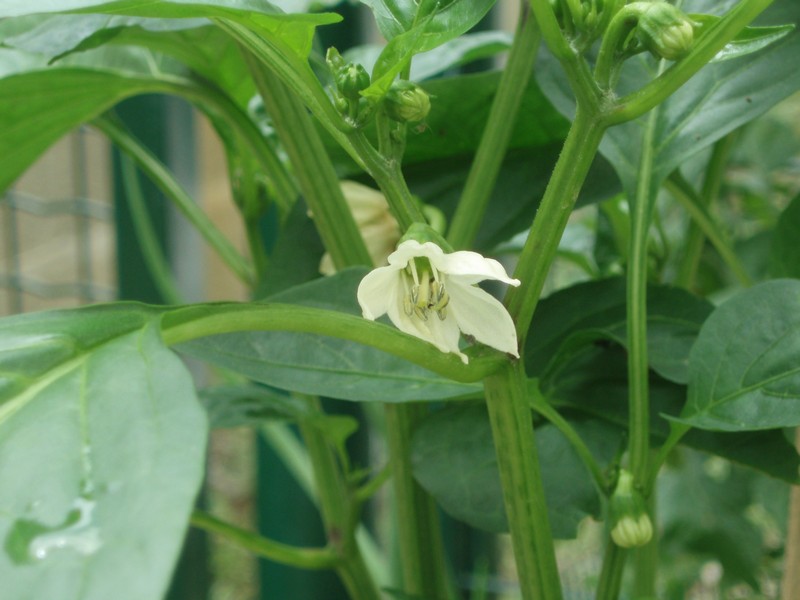 [Foto de planta, jardin, jardineria]