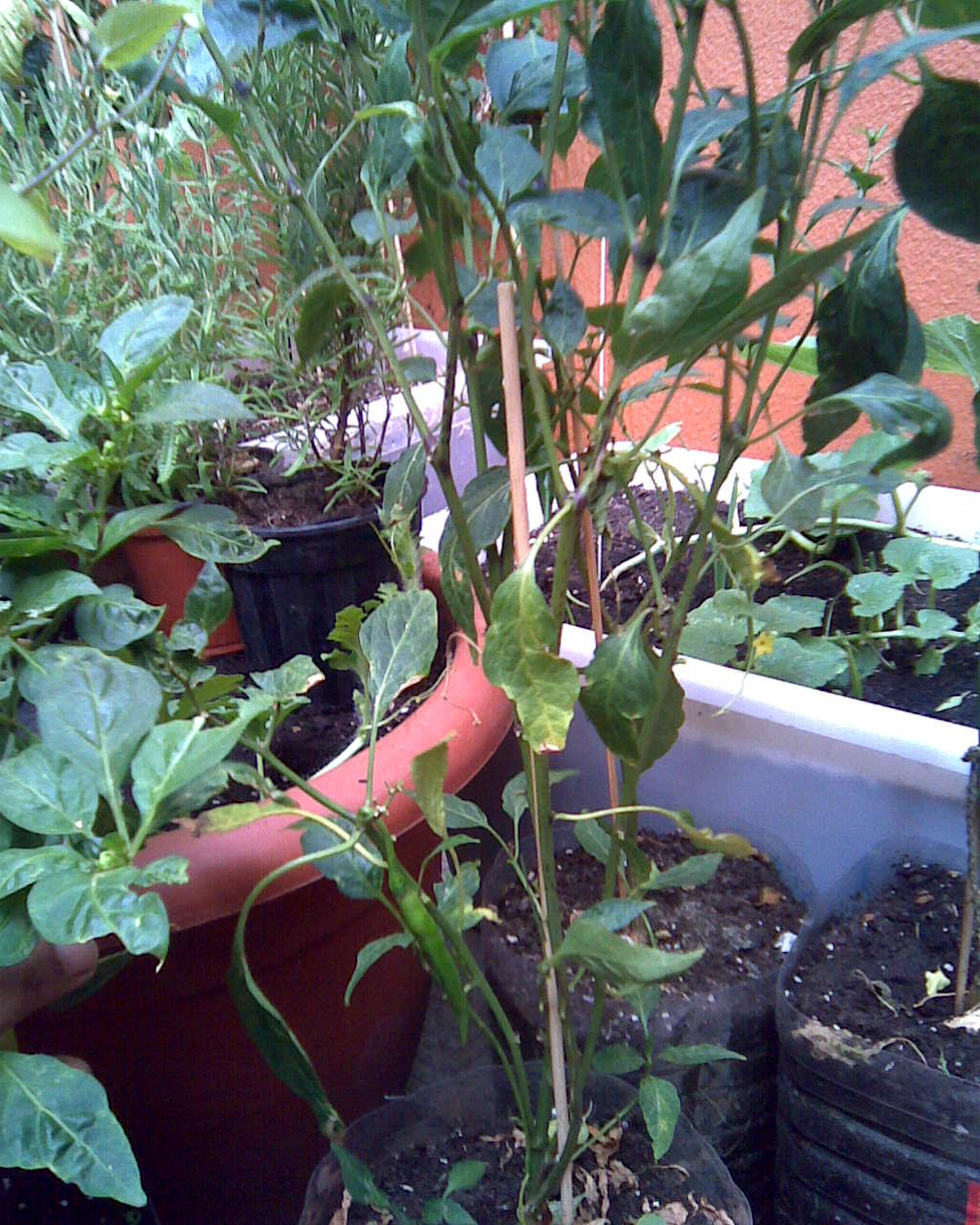 [Foto de planta, jardin, jardineria]