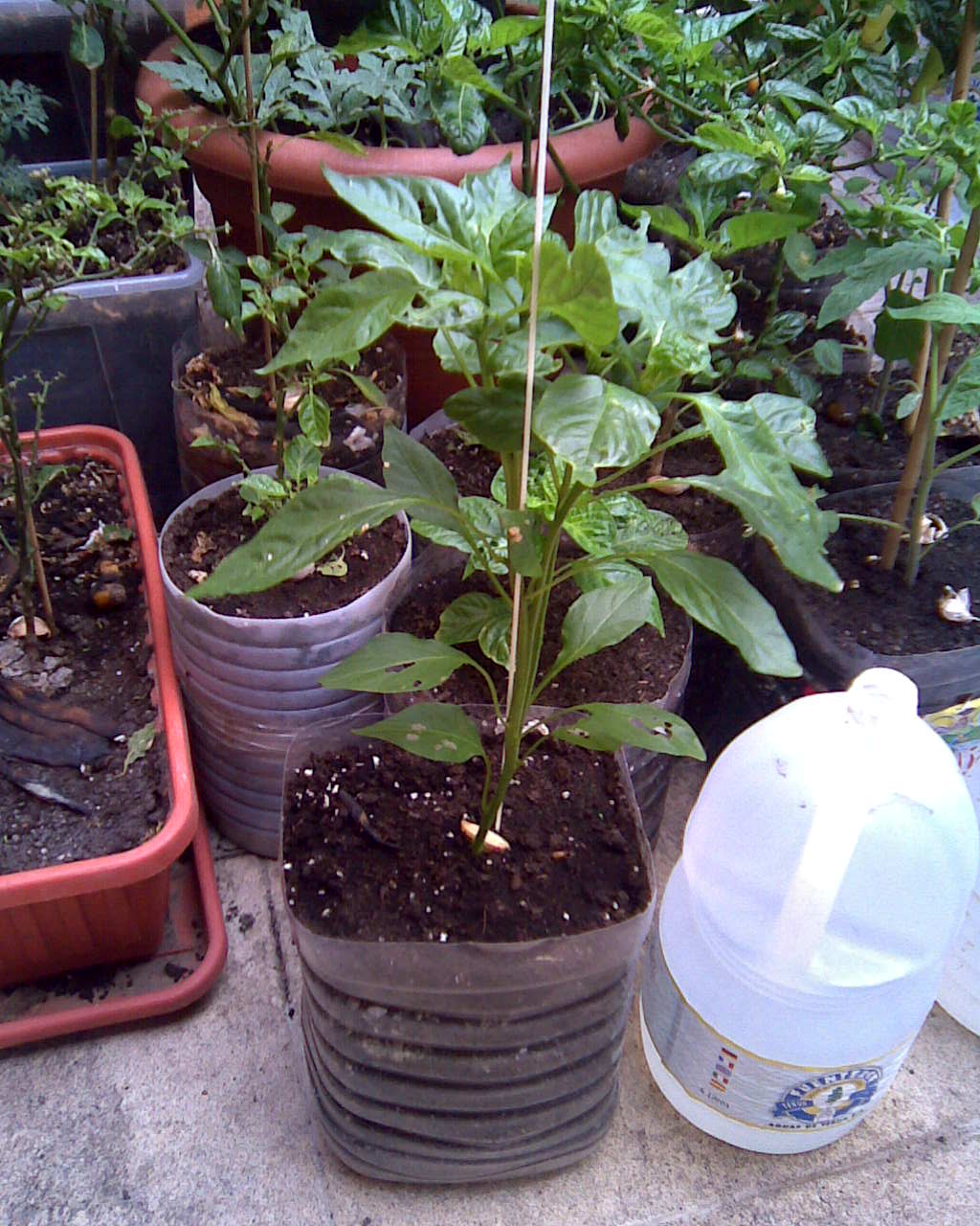 [Foto de planta, jardin, jardineria]